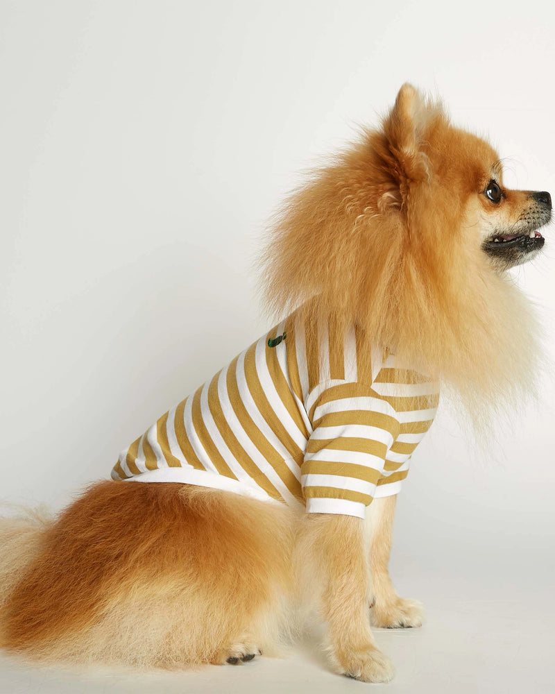 Pomeranian wearing our David Yellow Organic Cotton Dog T-shirt  lateral view