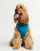 American Cocker wearing our Imi Blue Organic Cotton Dog Bodysuit Vest