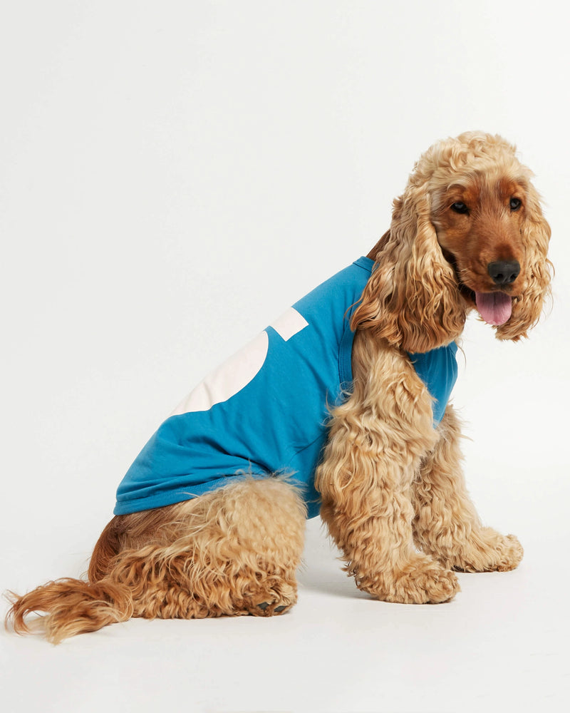 American Cocker wearing our Imi Blue Organic Cotton Dog Bodysuit Vest lateral view