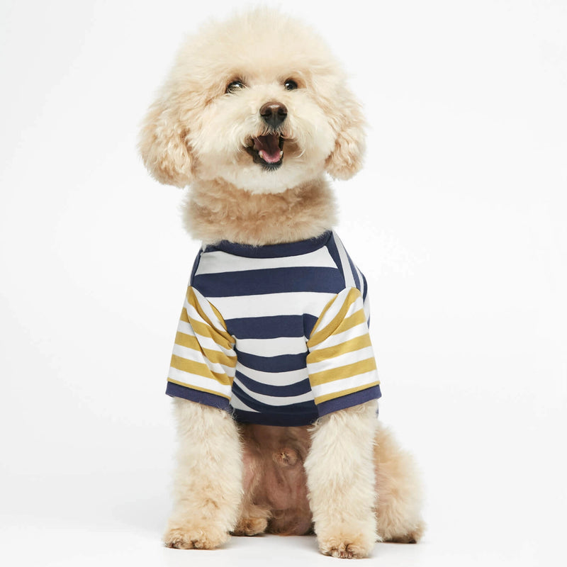 Bichon Frize wearing our Ellsworth Navy Blue & Yellow Striped Organic Cotton T-shirt frontal