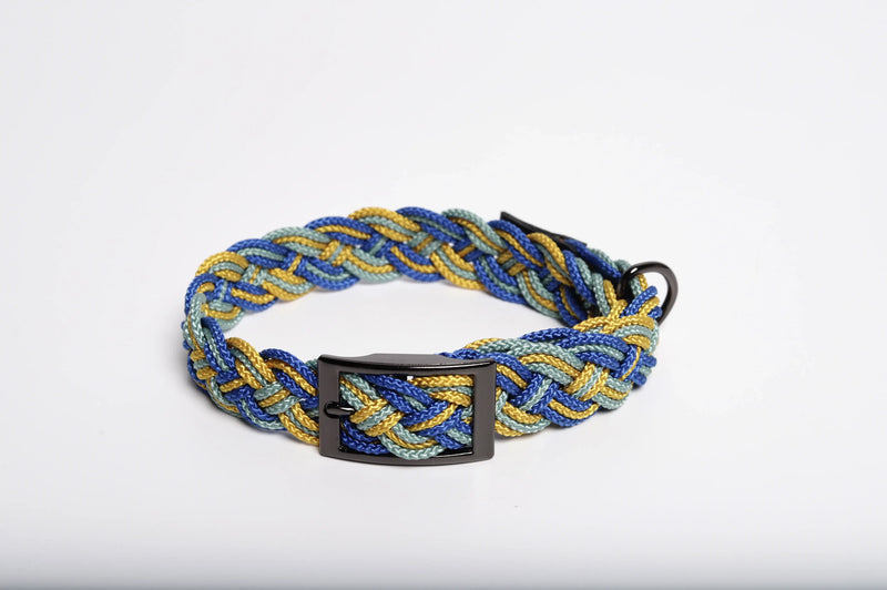 Blue Corme dog collar close-up