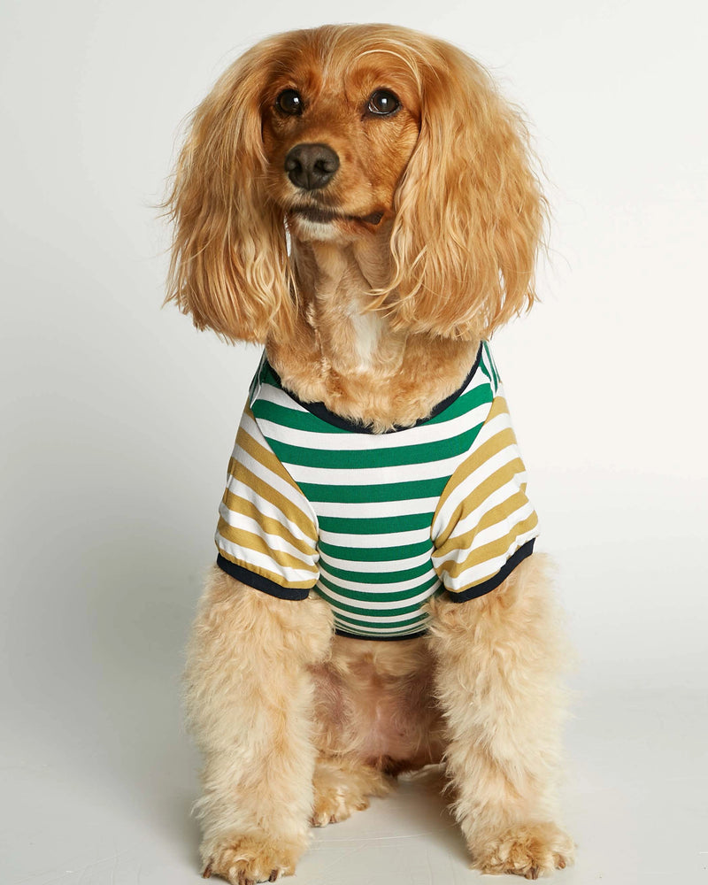 Cavalier King Charles spaniel wearing our David Green and Yellow Organic Cotton Dog T-shirt