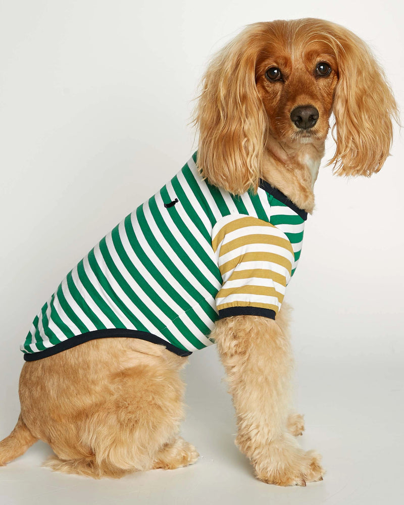 Cavalier King Charles spaniel wearing our David Green and Yellow Organic Cotton Dog T-shirt lateral view