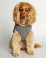 Cocker wearing our Josef Grey Organic Cotton Dog Bodysuit Vest