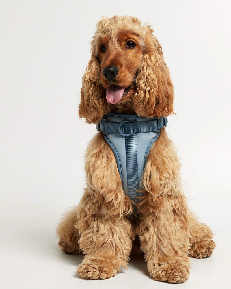 Cocker wearing our Rose blue dog harness