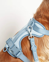 Cocker wearing our Rose blue dog harness back lateral view