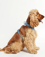 Cocker wearing our Rose blue dog harness alteral view