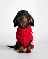 Dachshund wearing our Donald Red & Pink Merino Wool Dog Sweater