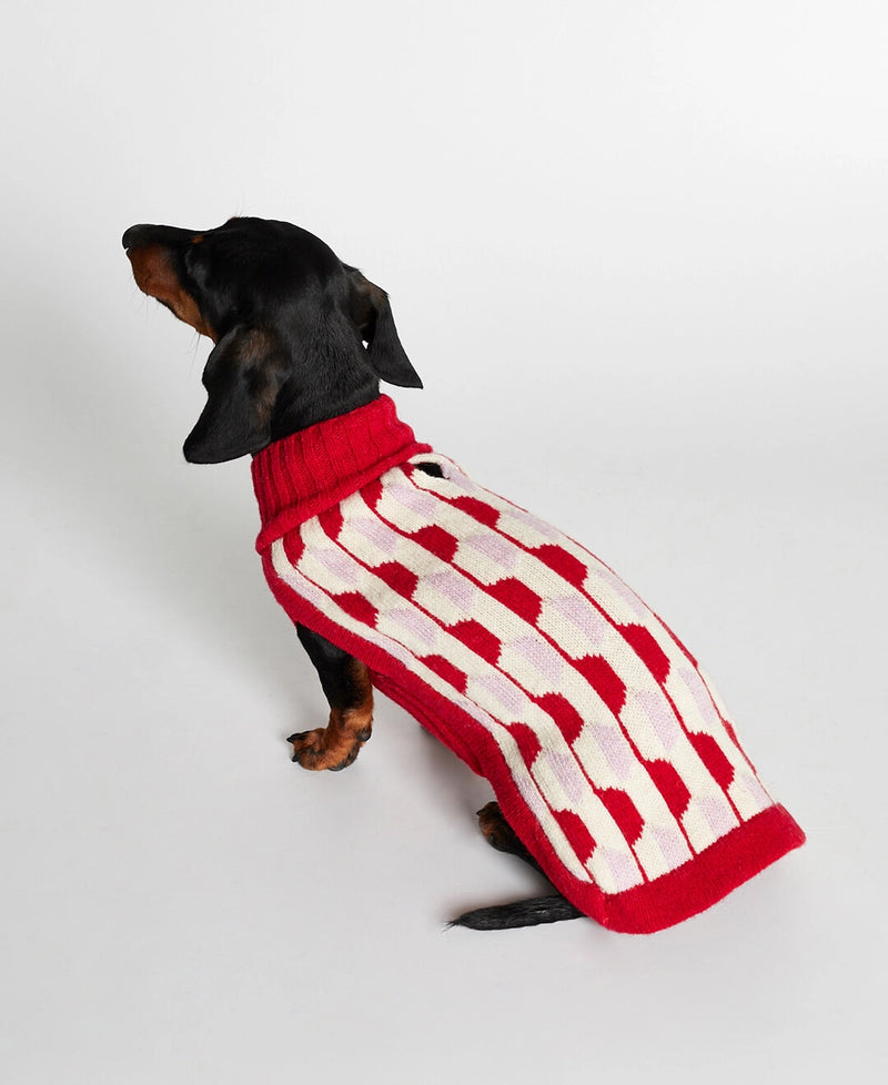 Dachshund wearing our Donald Red & Pink Merino Wool Dog Sweater back view