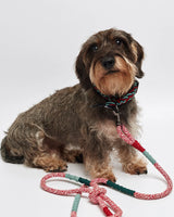 Dachshund wearing our Red Corme classic dog leash