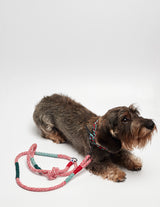 Dachshund wearing our Red Corme classic dog leash lateral view