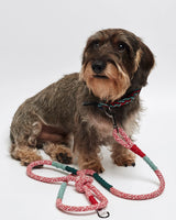 Dachshund wearing our Red Corme cross-body dog leash frontal view