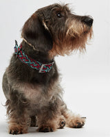 Dachshund wearing our Red Corme dog collar