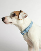 Dog wearing our Rose blue dog collar