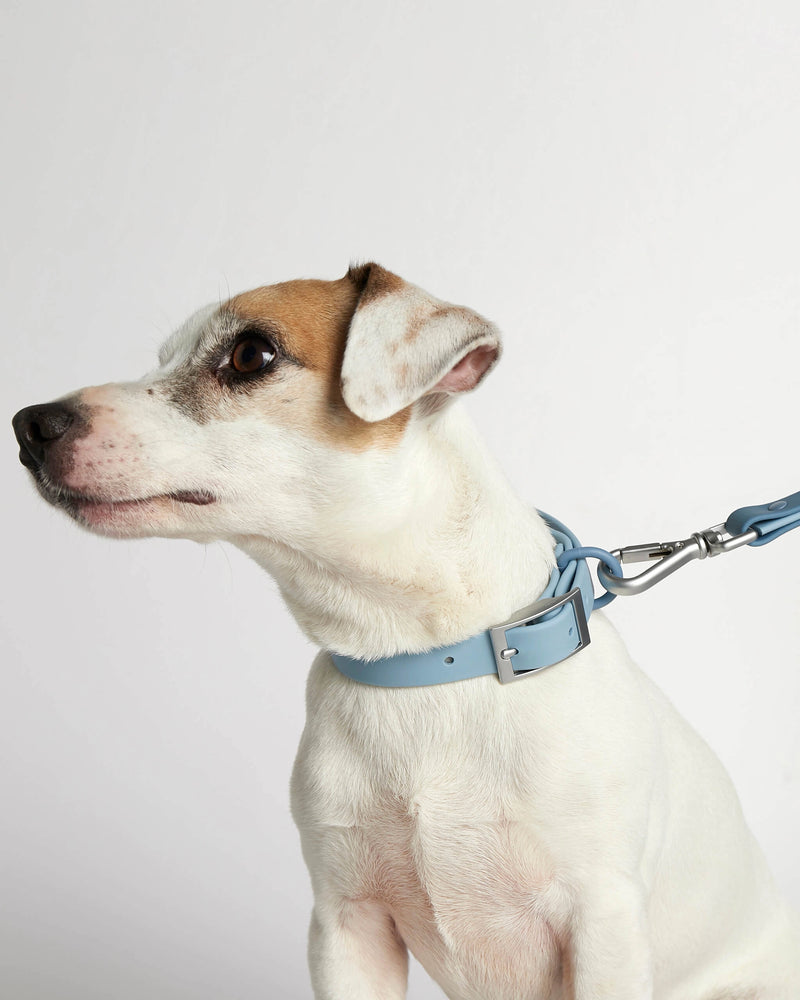 Dog wearing our Rose blue dog collar with leash