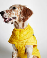 English Setter wearing Al Yellow Dog Puffer Coat Jacket