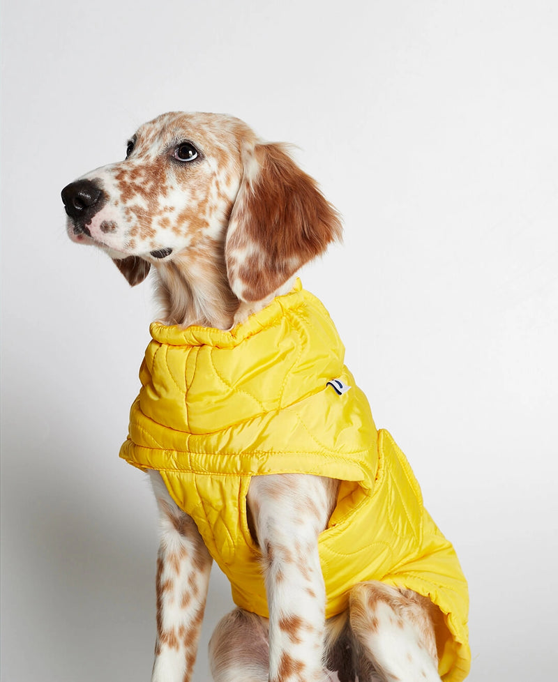 Englis Setter wearing Al Yellow Dog Puffer Coat Jacket frontal view