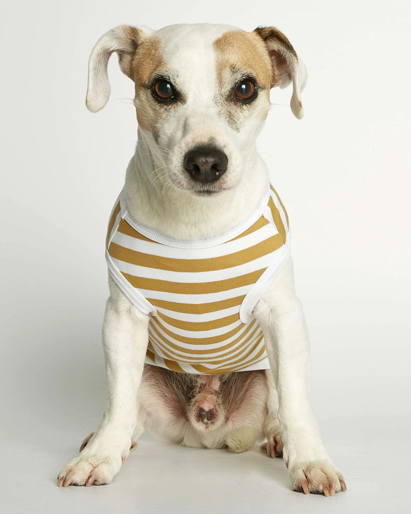 Jack Russell Terrier wearing our Daniel Yellow Striped Organic Cotton Dog Bodysuit Vest