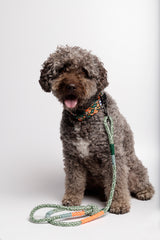 Lagotto Romagnolo wearing our Green Corme classic dog leash