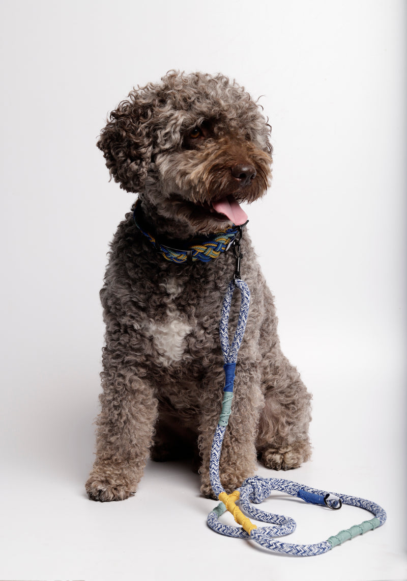 Lagotto romagnolo with our Blue Corme classic dog leash