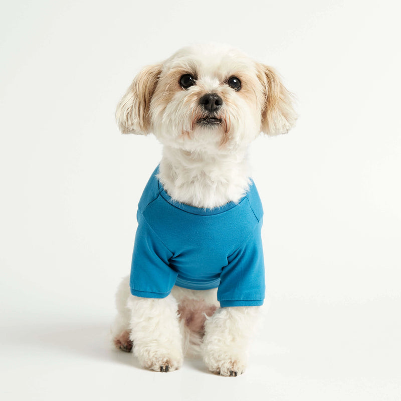 Lasha Apso wearing our Imi Blue Organic Cotton Dog T-Shirt