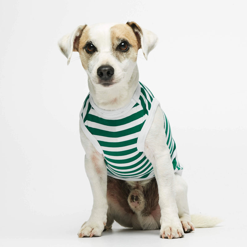 Parson Russell Terrier wearing our Daniel Green Striped Organic Cotton Dog Bodysuit Vest