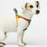 Parson Russell terrier wearing our Sonia Blue & Green Harness