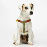 Parson Russell terrier wearing our Sonia Blue & Green Harness frontal view