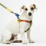 Parson Russell terrier wearing our Sonia Blue & Green Harness lateral view with leash