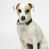 Parson Russell terrier wearing our Sonia Navy Dog Collar