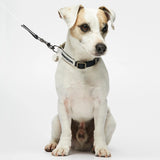 Parson Russell terrier wearing our Sonia Navy Dog Collar with leash