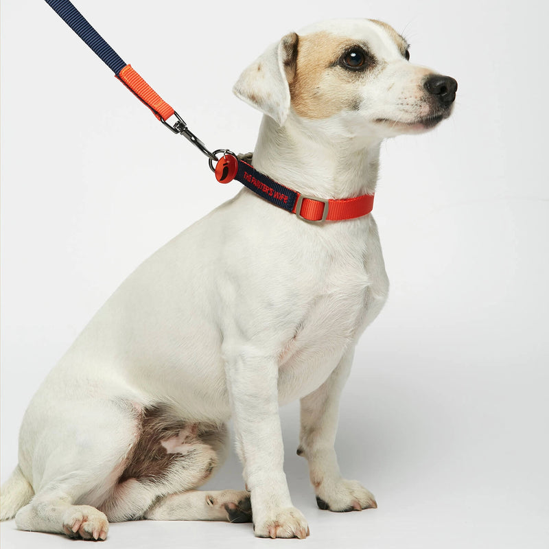 Parson Russell terrier wearing our Sonia Navy Dog Leash