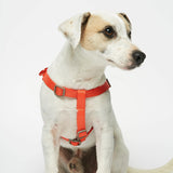 Parson Russell terrier wearing our Sonia Navy & Orange Dog Harness frontal view