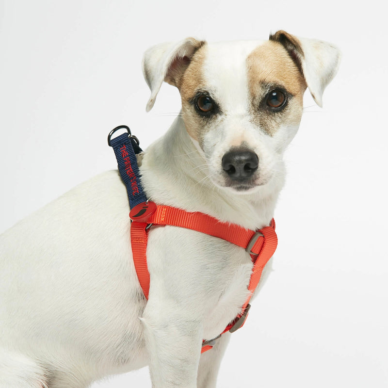 Parson Russell terrier wearing our Sonia Navy & Orange Dog Harness lateral view