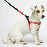 Parson Russell terrier wearing our Sonia Navy & Orange Dog Harness with leash