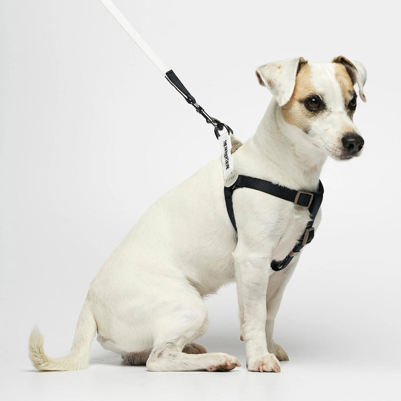 Parson Russell terrier wearing our Sonia White Dog Leash