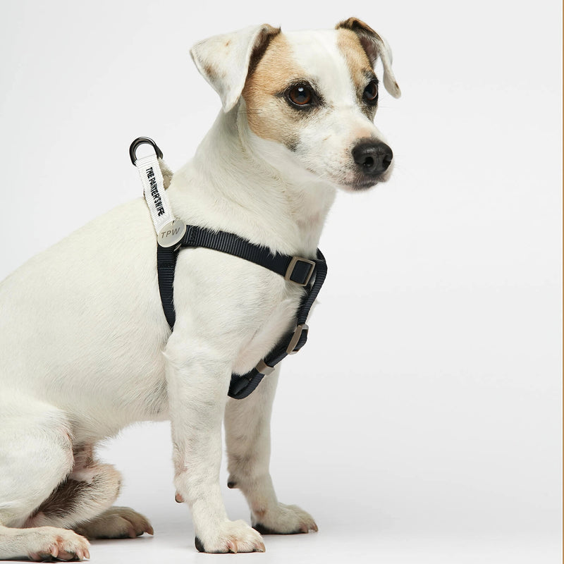 Parson Russell terrier wearing our Sonia White & Navy Dog Harness