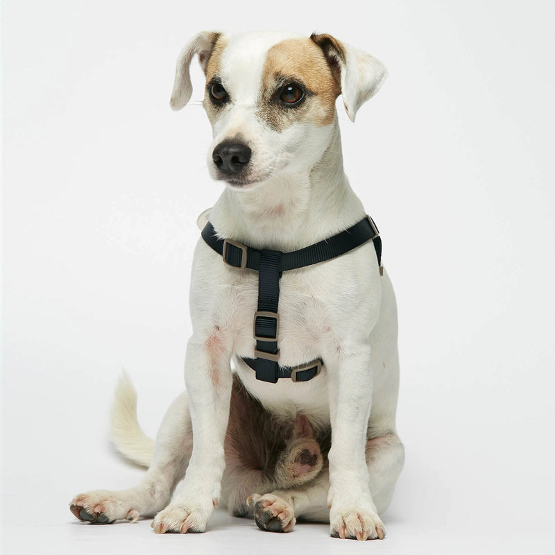 Parson Russell terrier wearing our Sonia White & Navy Dog Harness frontal view