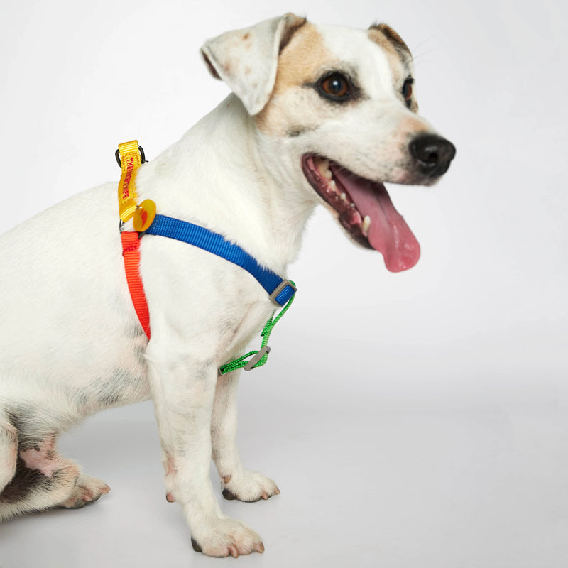 Parson Russell terrier wearing our Sonia Yellow & Red Dog Harness lateral view