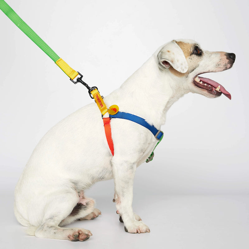 Parson Russell terrier wearing our Sonia Yellow & Red Dog Harness with leash