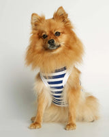 Pomeranian wearing our Daniel Deep Blue Striped Organic Cotton Dog Bodysuit Vest