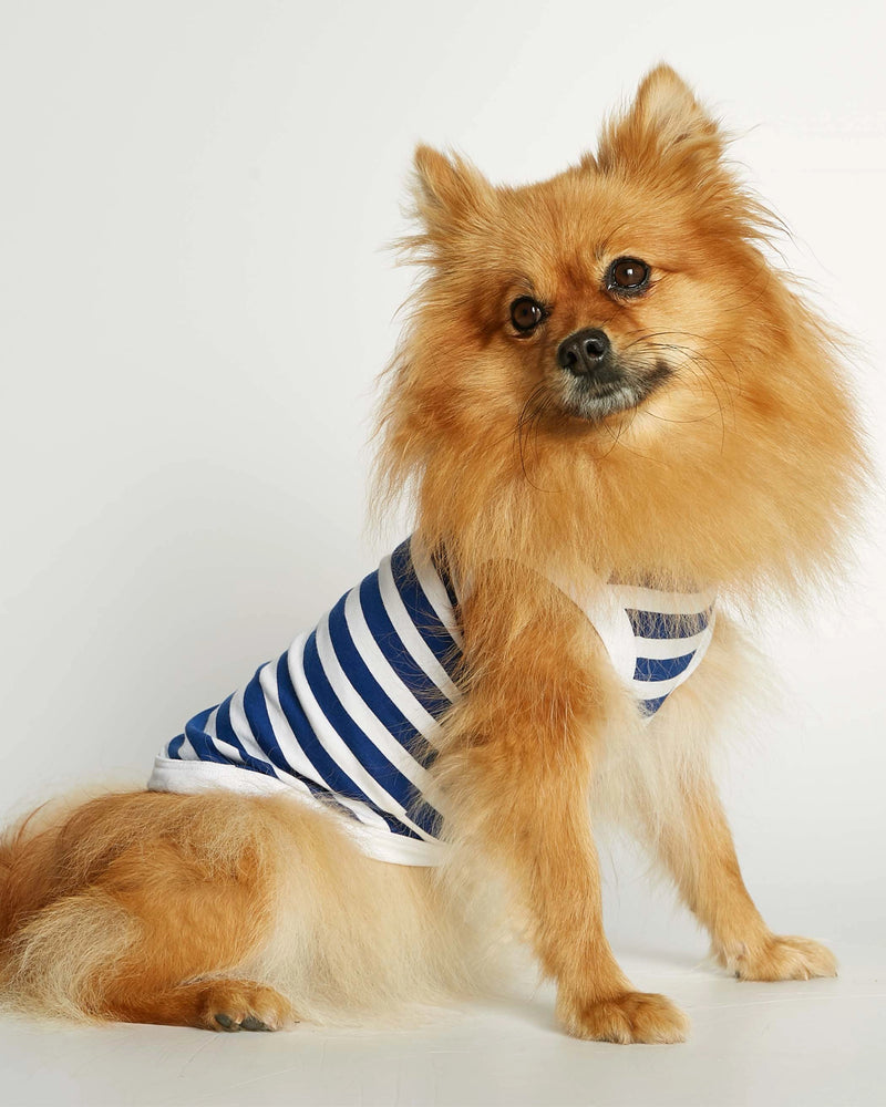 Pomeranian wearing our Daniel Deep Blue Striped Organic Cotton Dog Bodysuit Vest lateral frontal view