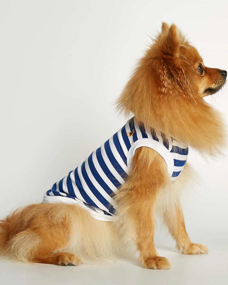 Pomeranian wearing our Daniel Deep Blue Striped Organic Cotton Dog Bodysuit Vest lateral v