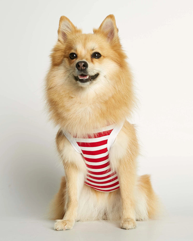 Pomeranian wearing our Daniel Red Striped Organic Cotton Dog Bodysuit Vest
