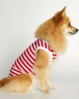 Pomeranian wearing our Daniel Red Striped Organic Cotton Dog Bodysuit Vest lateral view