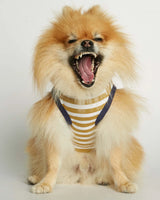Pomeranian wearing our Daniel Yellow and Green Striped Organic Cotton Dog Bodysuit Vest