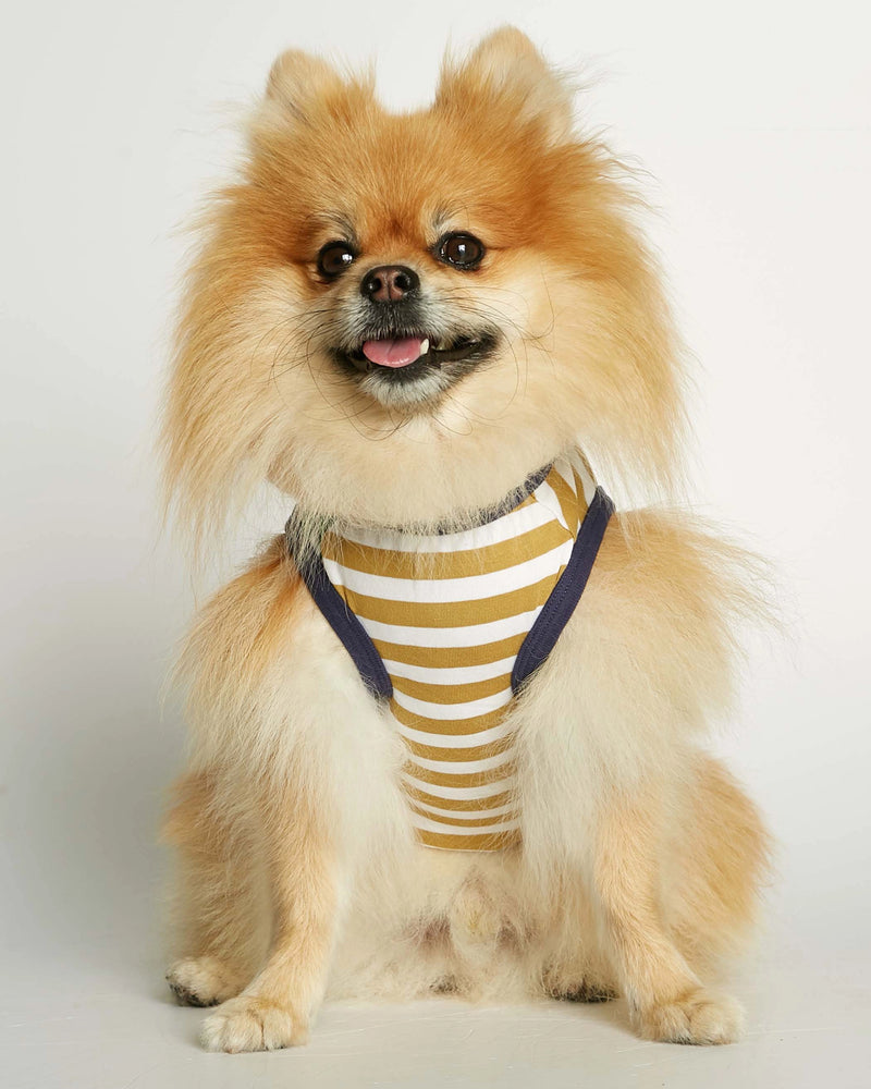 Pomeranian wearing our Daniel Yellow and Green Striped Organic Cotton Dog Bodysuit Vest frontal view