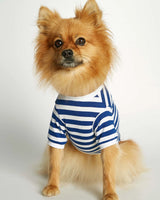 Pomeranian wearing our David Deep Blue Organic Cotton Dog T-shirt