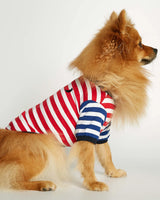 Pomeranian wearing our David Red and Deep Blue Organic Cotton Dog T-shirt lateral view