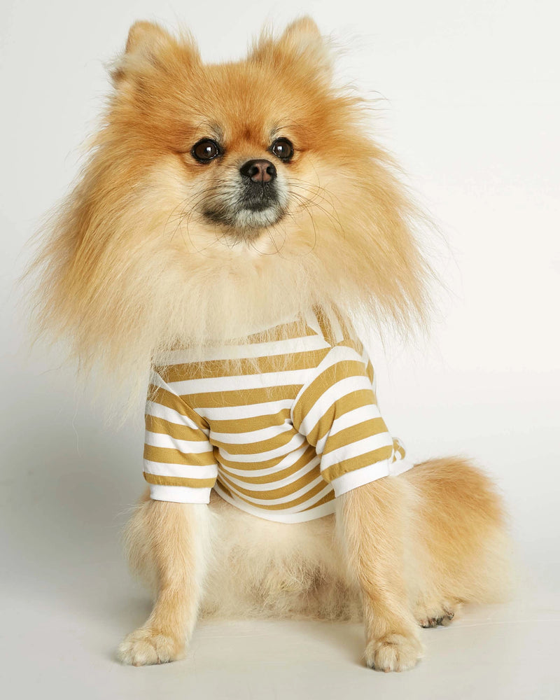 Pomeranian wearing our David Yellow Organic Cotton Dog T-shirt